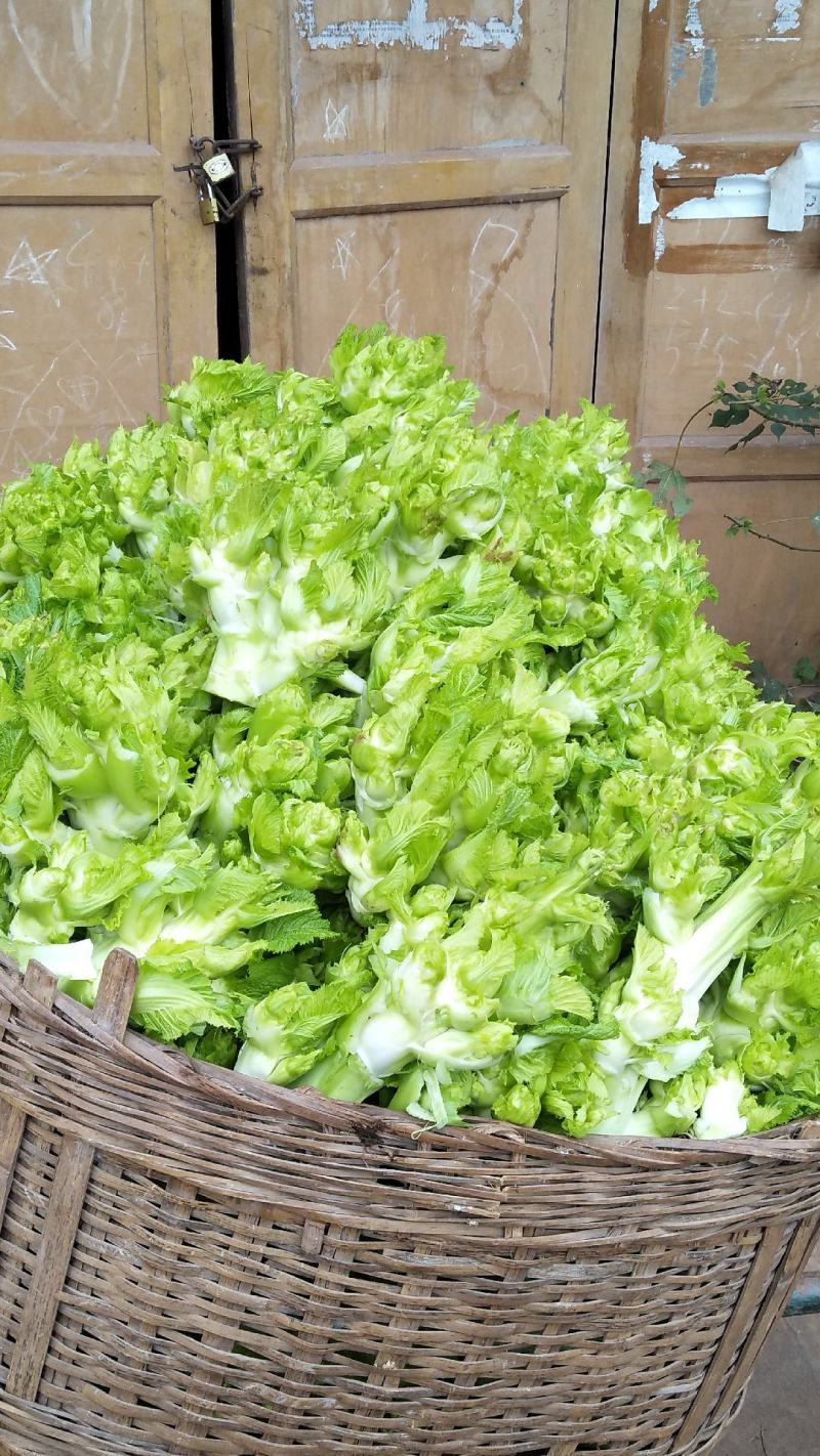 儿菜5两以上，现在开始上市了