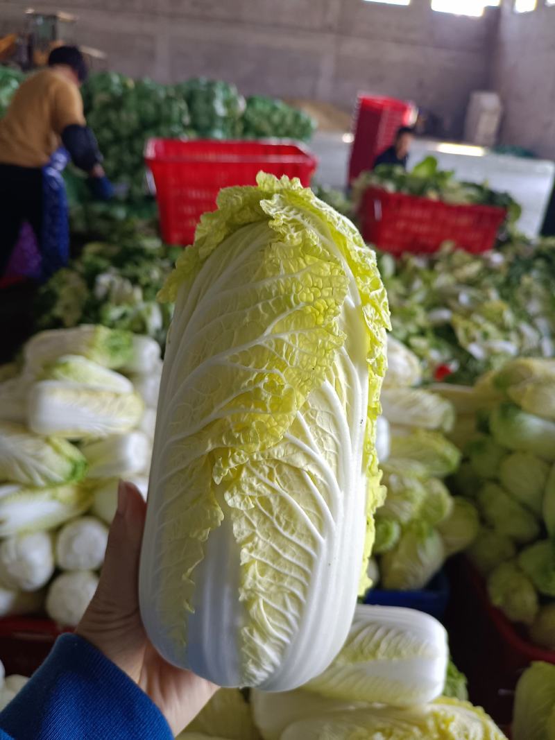 精品娃娃菜，产地直供，一手货源量大从优欢迎采购