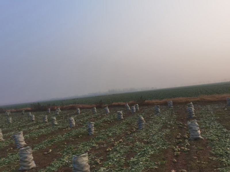 现有200亩地萝卜