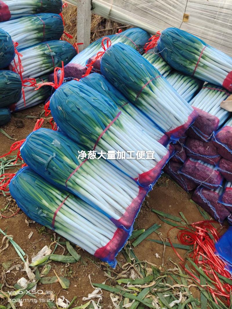 费县铁杆大葱