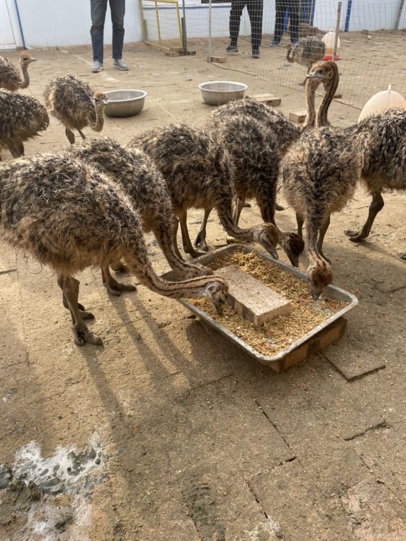 领航养殖场常年大量出售鸵鸟苗，成年鸵鸟