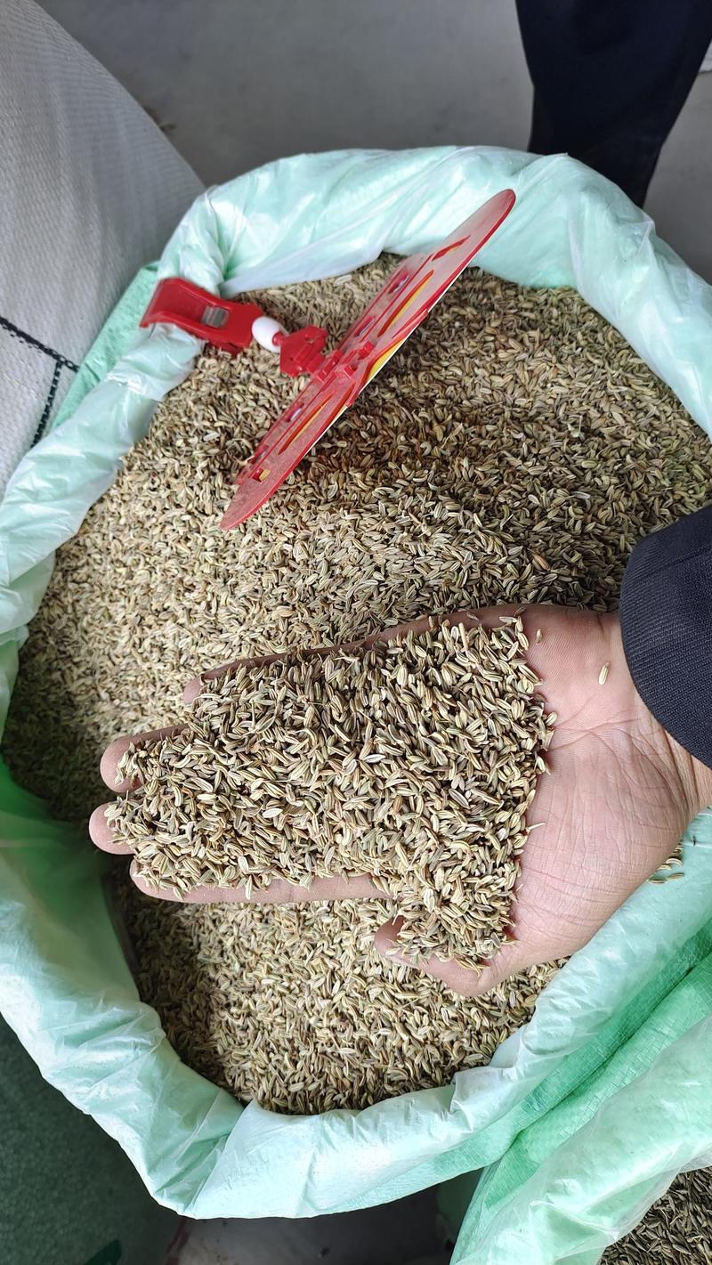 印度小茴香国产小茴香一手货源全国发货产地直供