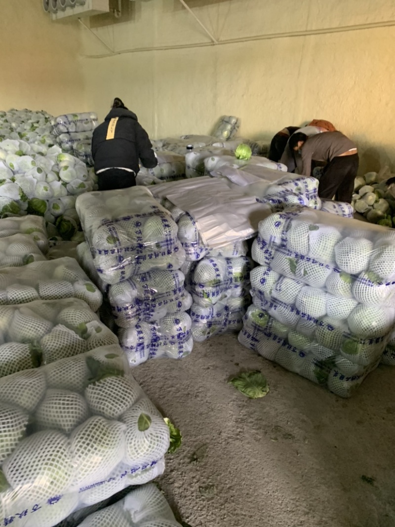 甘蓝.大量上市需要的联系，欢迎新老客户致电订购