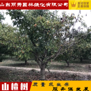 山楂树基地供应山楂树15–20公分精品山楂树价格
