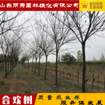 合欢树10公分12–15公分量大18公分20-25公分