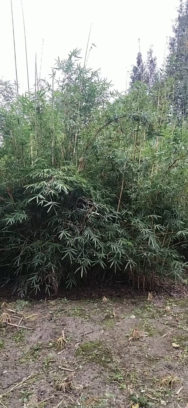 基地直销各规格精品琴丝竹
