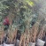 基地直销各规格精品琴丝竹