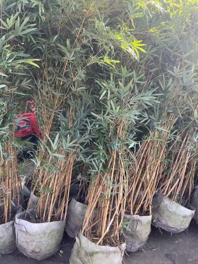 基地直销各规格精品琴丝竹