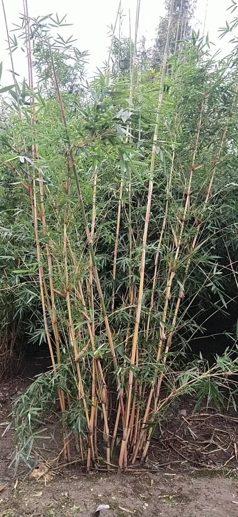 基地直销各规格精品琴丝竹