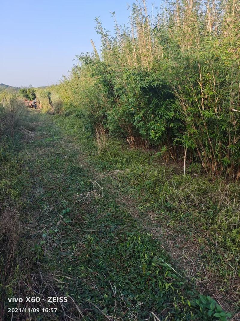 基地直销各规格精品琴丝竹