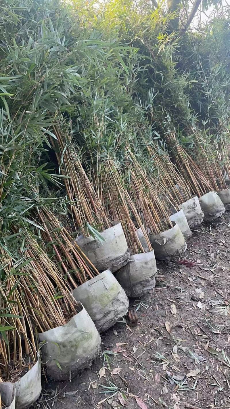 基地直销各规格精品琴丝竹