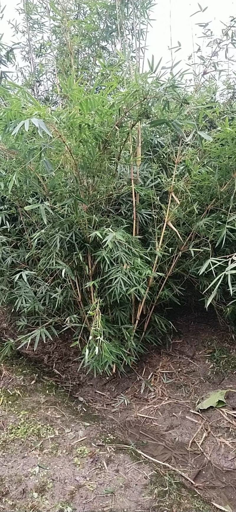 基地直销各规格精品琴丝竹