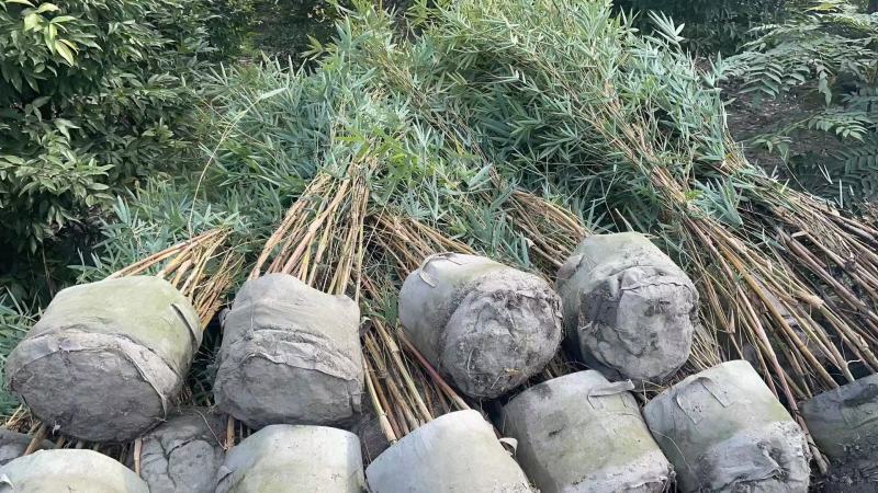基地直销各规格精品琴丝竹