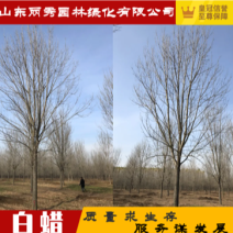 基地供应18公分～24公分一级白蜡高度10米冠服6米
