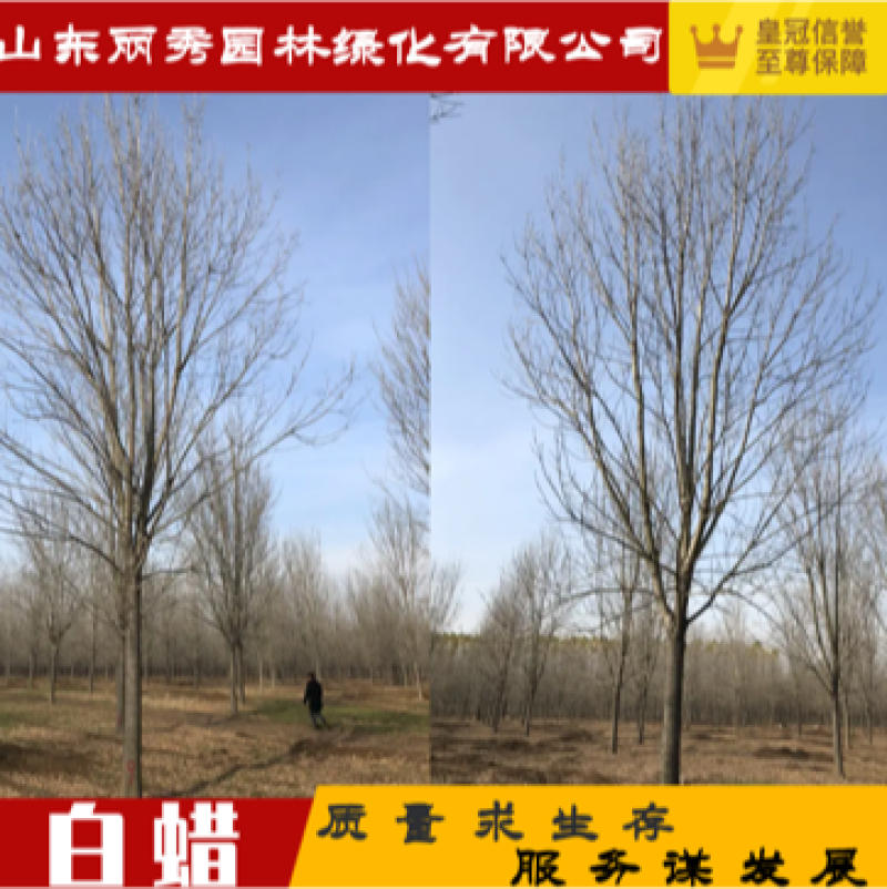 基地供应18公分～24公分一级白蜡高度10米冠服6米