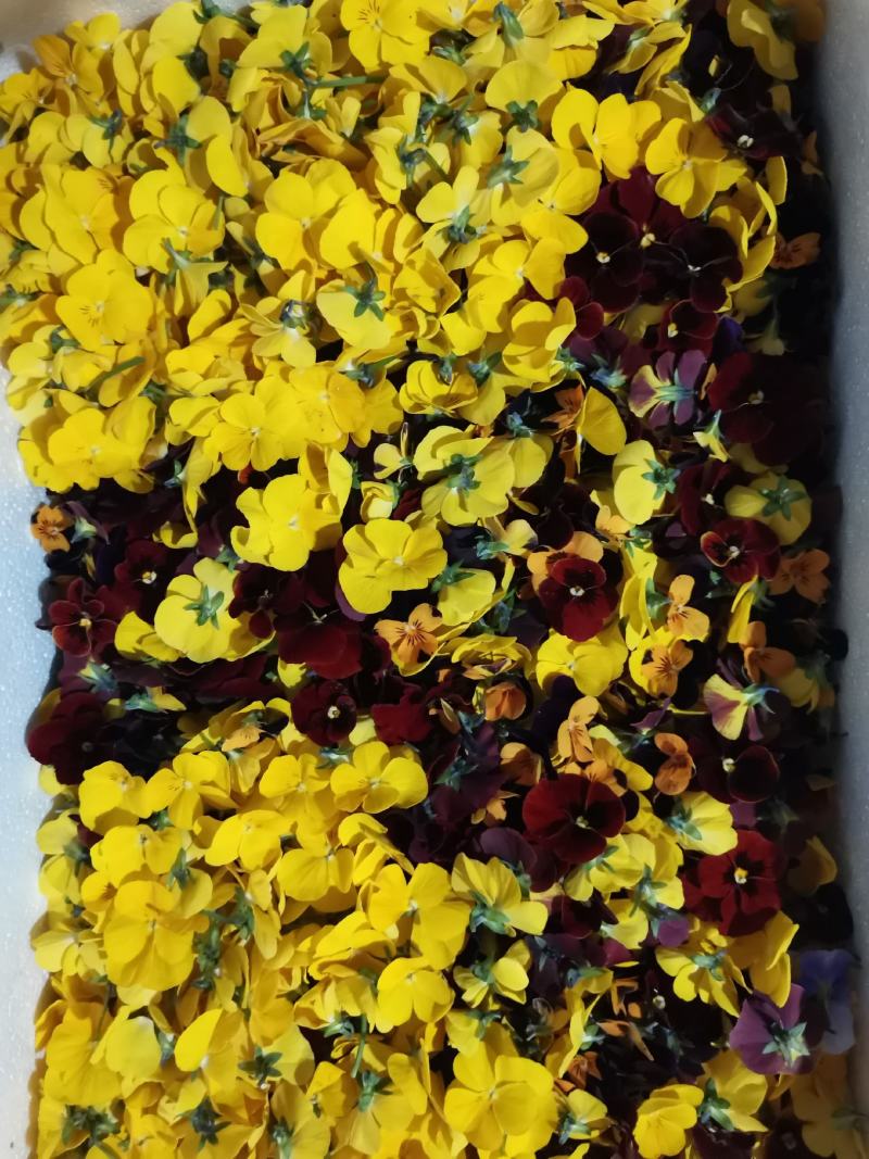 大量供应食用三色堇鲜花，颜色新鲜鲜艳、、、、、、、