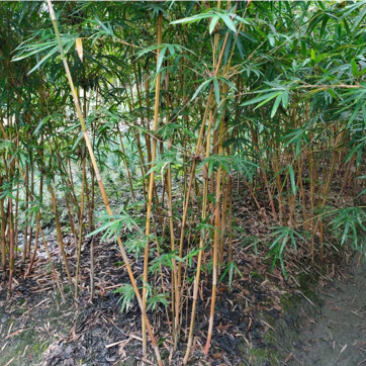 情丝竹值得信赖规格齐全欢迎新老客户前来采购