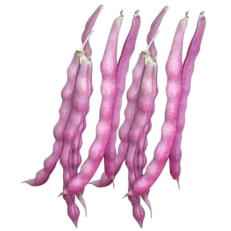 【厂家直销】紫红架豆种子豆角种籽大紫袍四季豆菜豆种子