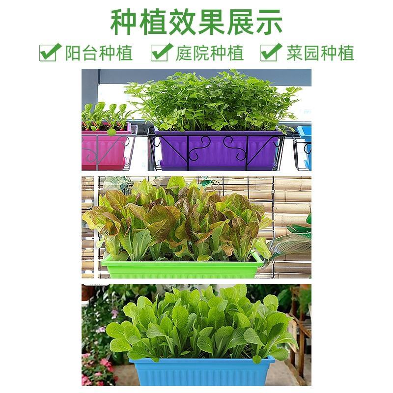 【厂家直销】紫红架豆种子豆角种籽大紫袍四季豆菜豆种子
