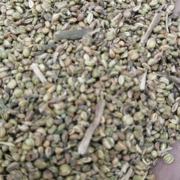 优质蒔落籽，当地蒔落籽，加工香肠