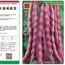 【厂家直销】紫红架豆种子豆角种籽大紫袍四季豆菜豆种子