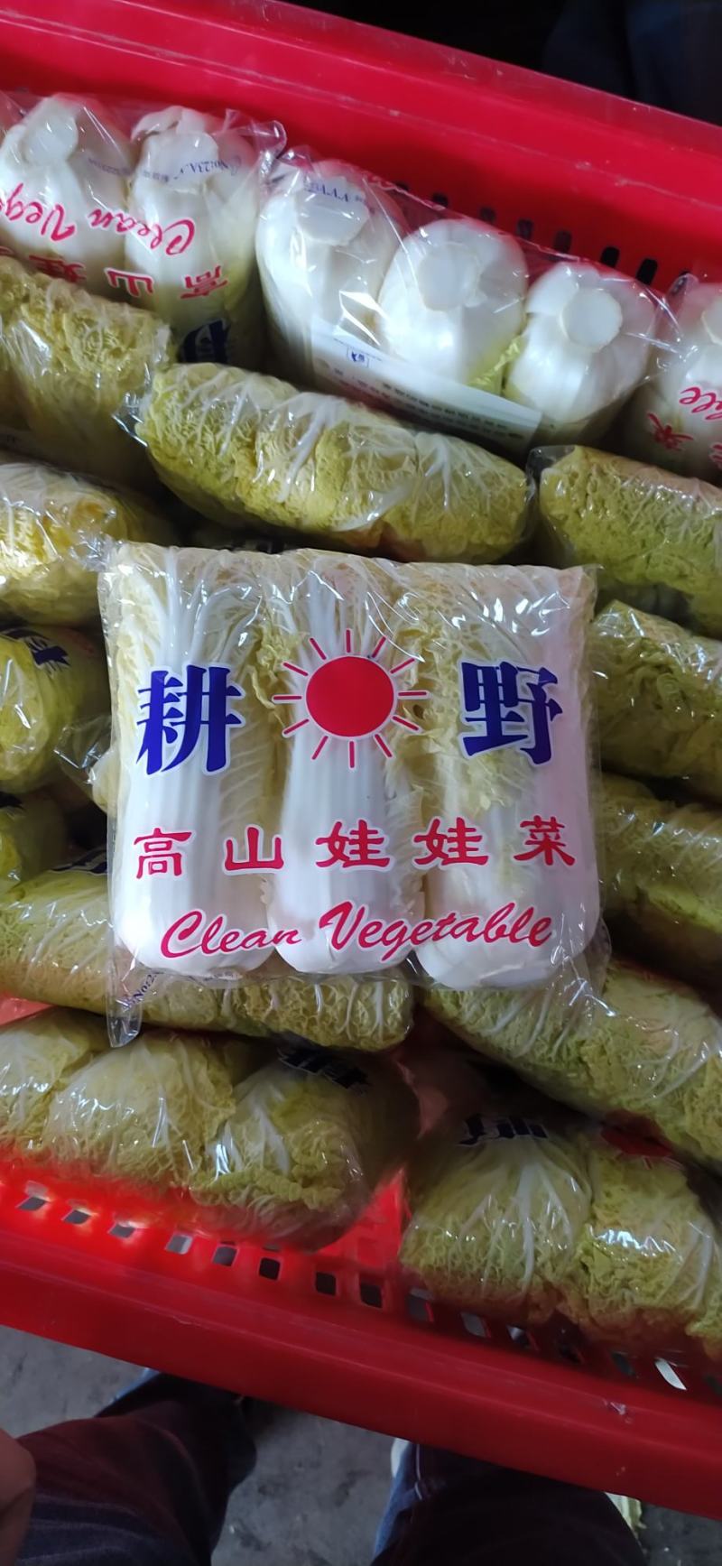 精品娃娃菜，大娃小娃，支持各种包装，打冷，一条龙服务