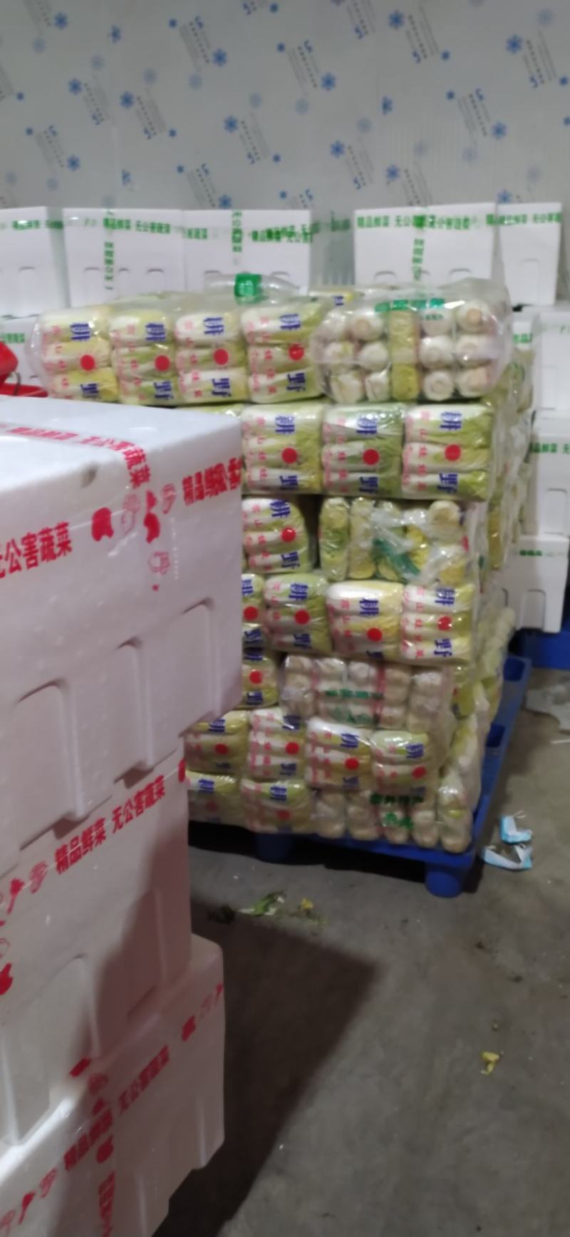 精品娃娃菜，大娃小娃，支持各种包装，打冷，一条龙服务