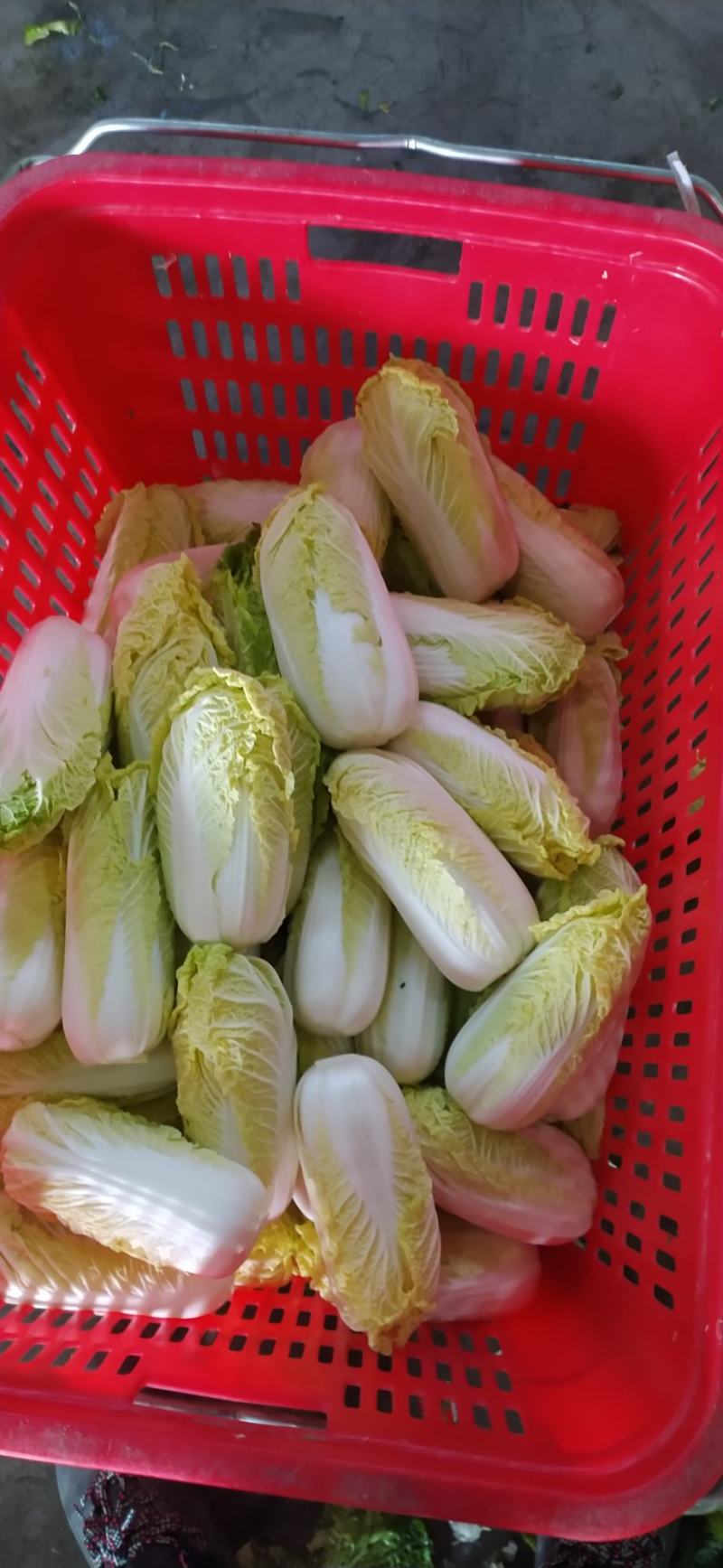 精品娃娃菜，大娃小娃，支持各种包装，打冷，一条龙服务