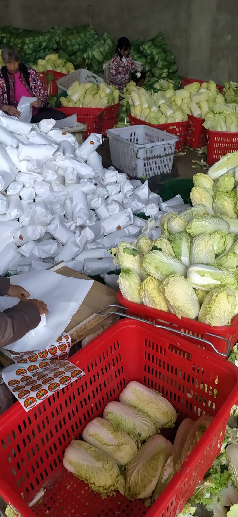 精品娃娃菜，大娃小娃，支持各种包装，打冷，一条龙服务