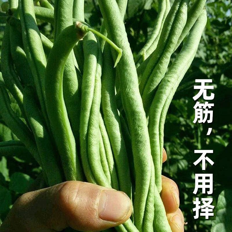【热销】无筋豆种孑四季豆种子豆角种子爬藤无丝豆种子