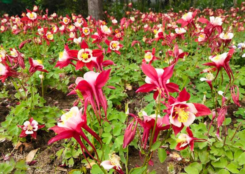 耧斗菜花种子多年生花卉种子春秋易种室内阳台花坛种植花卉