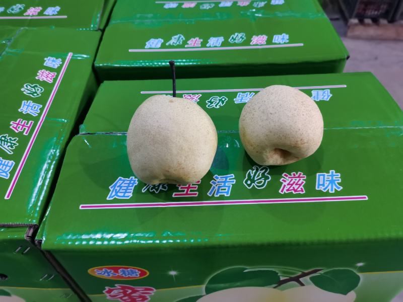 （砀山酥梨）陕西蒲城产地直发，现场打包，皮薄肉厚，一件代