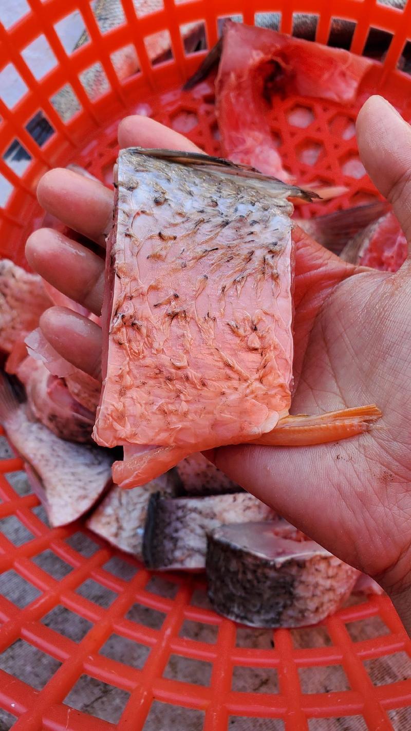 李芹活鱼新鲜鱼肉鱼块500克独立包装支持一件代发