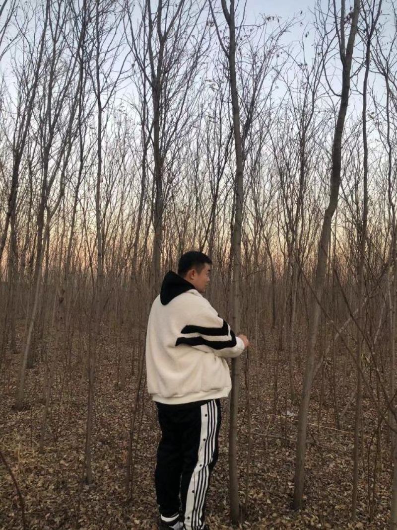 河北唐山香花槐2-4-5-6-7-8-9公分量大从优
