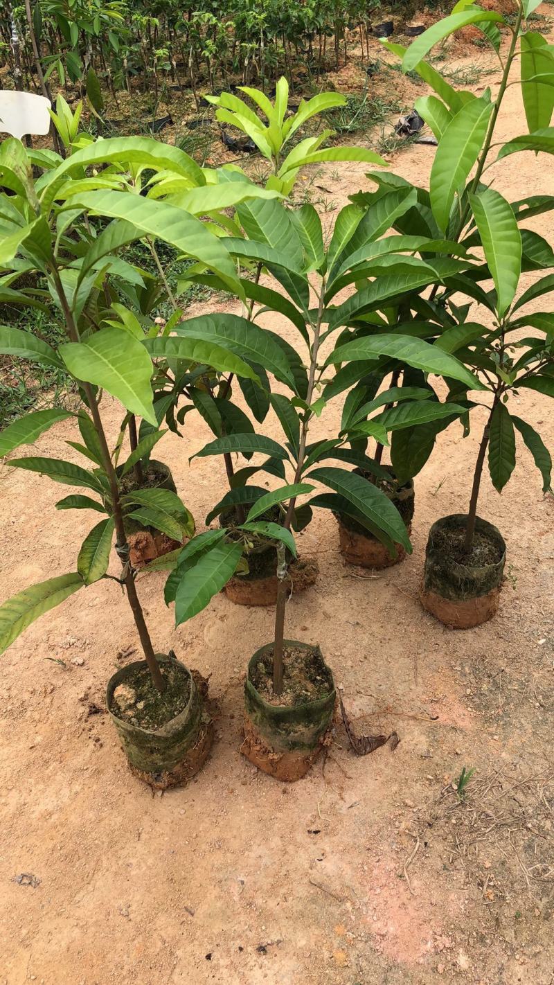 耀堂仙桃树苗蛋黄果的升级版大果湿包口感