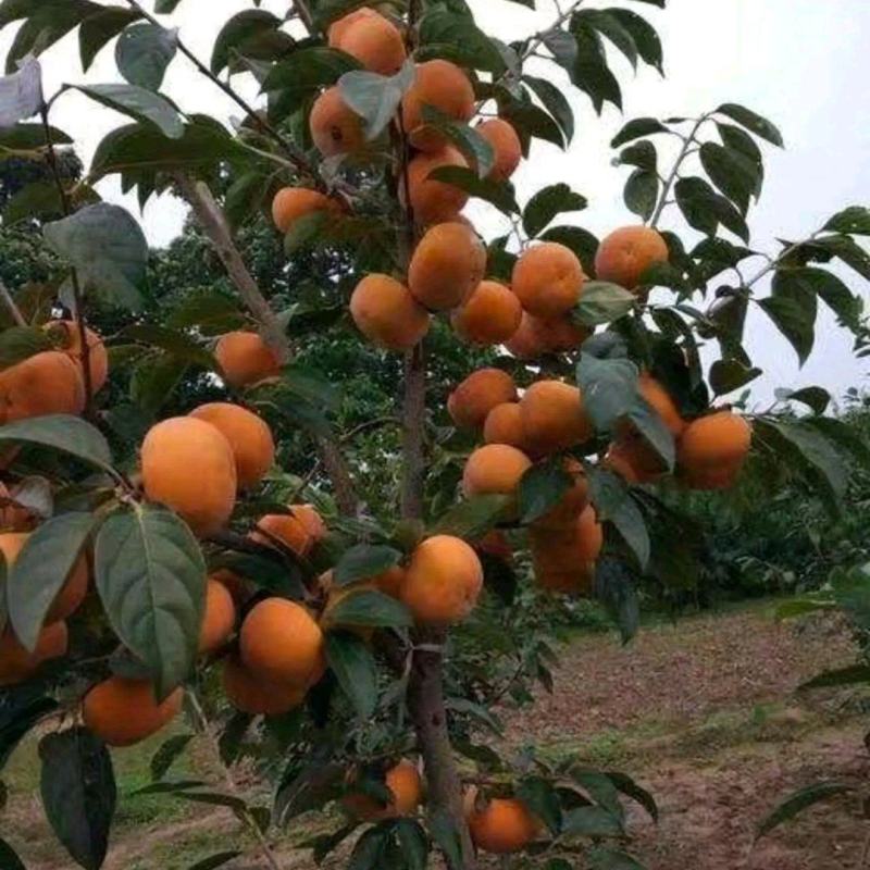 【包指导】甜柿树，河南甜柿苗，基地现挖现发全国发货