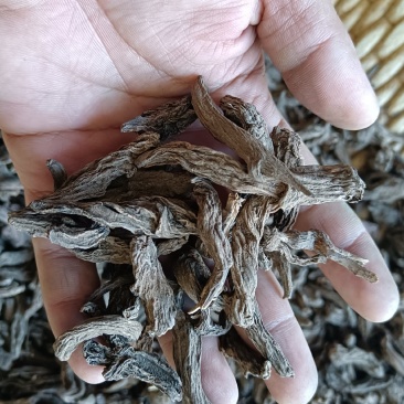 红大戟正品包检包化验冷背中药