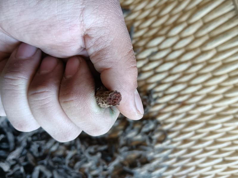 红大戟正品包检包化验冷背中药