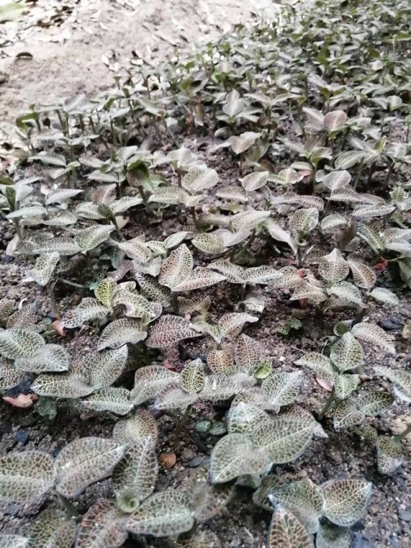 林下种植金线莲鲜品整株鲜品