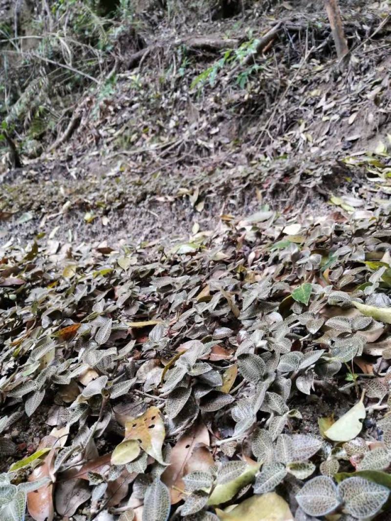 林下种植金线莲鲜品整株鲜品