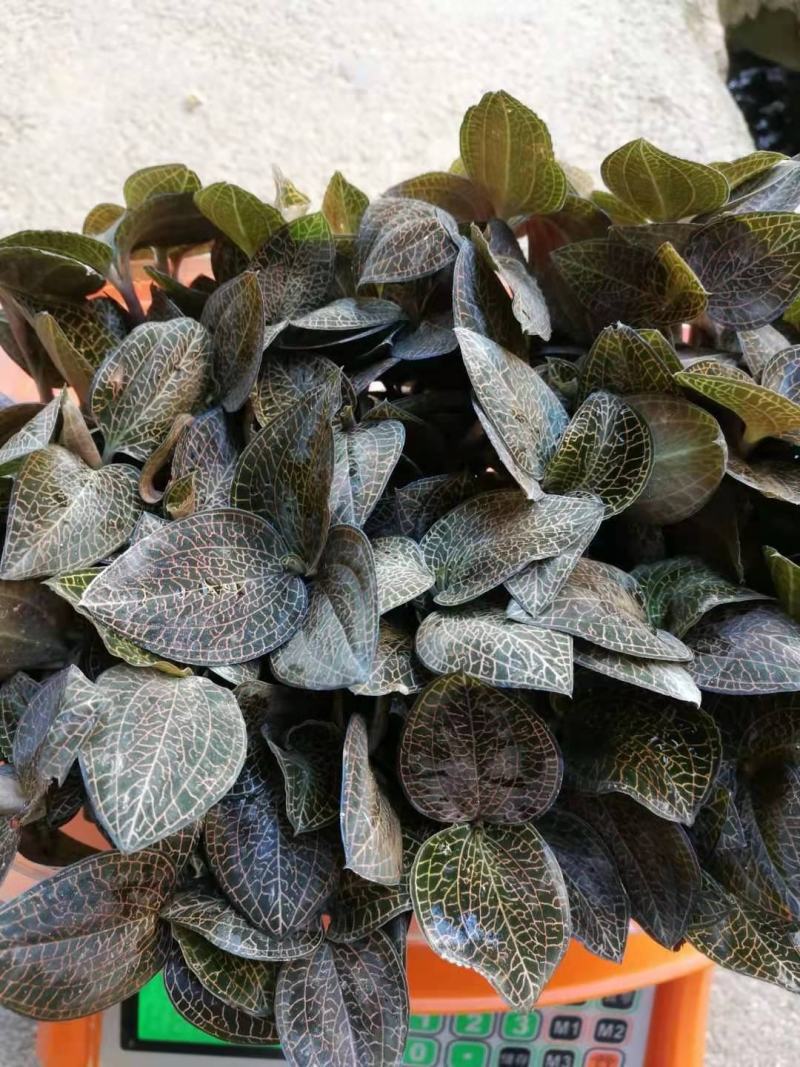 林下种植金线莲鲜品整株鲜品