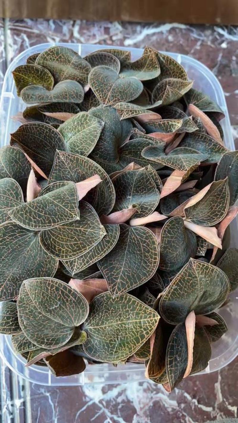林下种植金线莲鲜品整株鲜品