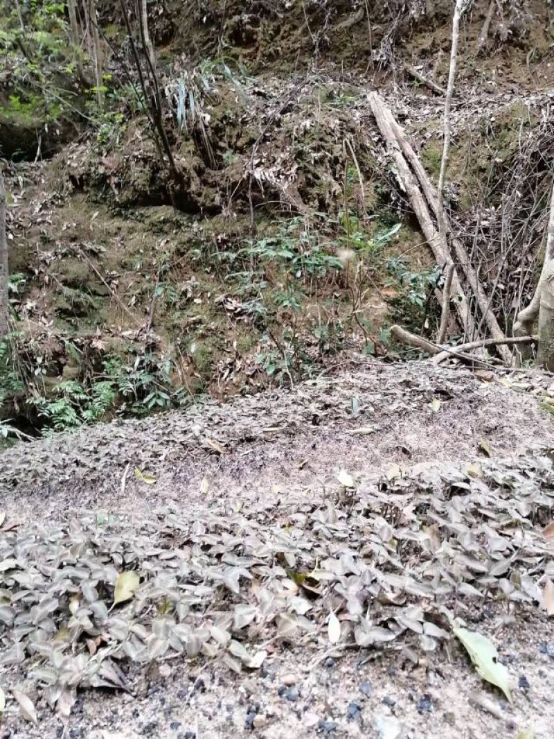 林下种植金线莲鲜品整株鲜品