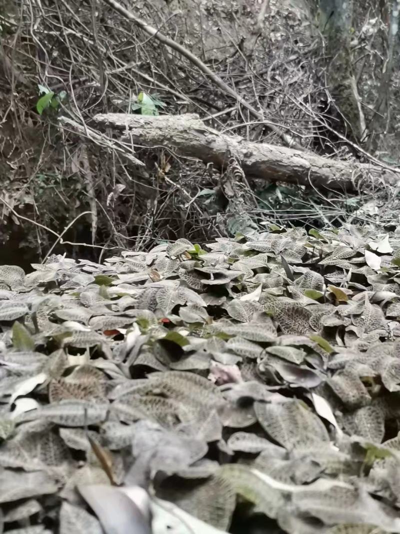 林下种植金线莲鲜品整株鲜品