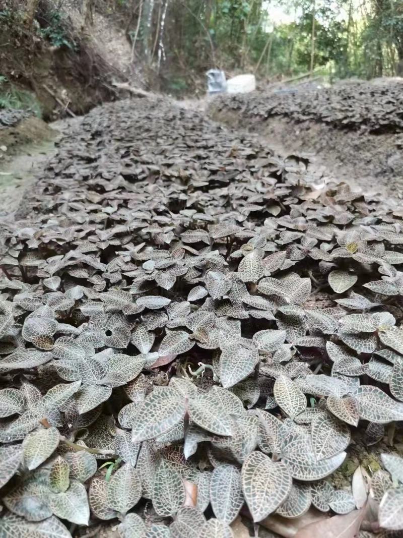 林下种植金线莲鲜品整株鲜品