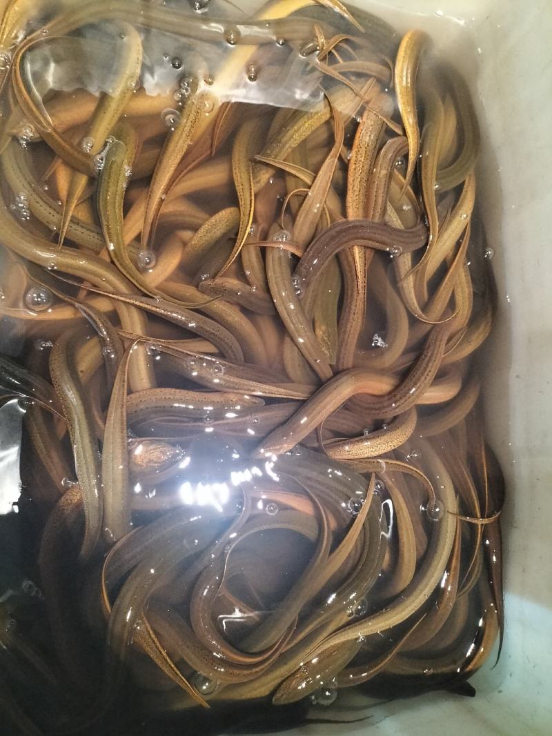 监利黄鳝