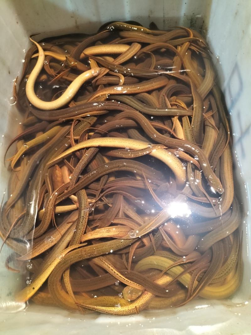 监利黄鳝