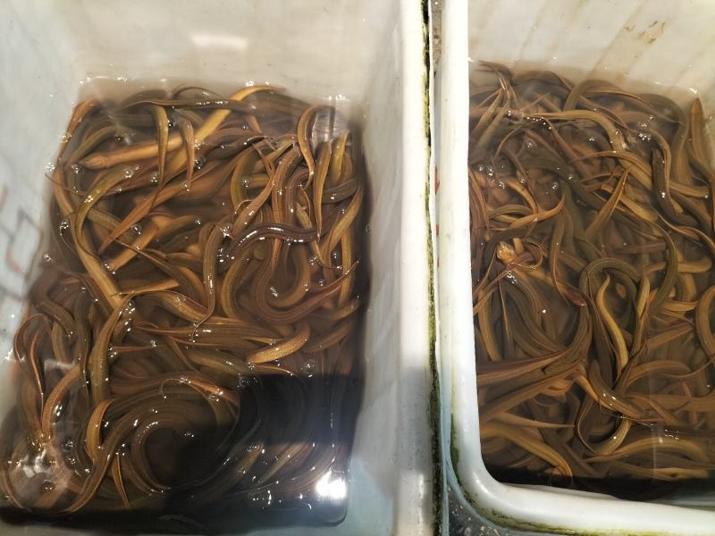 监利黄鳝