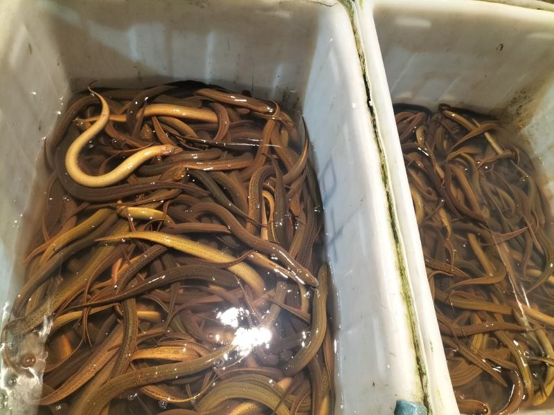 监利黄鳝