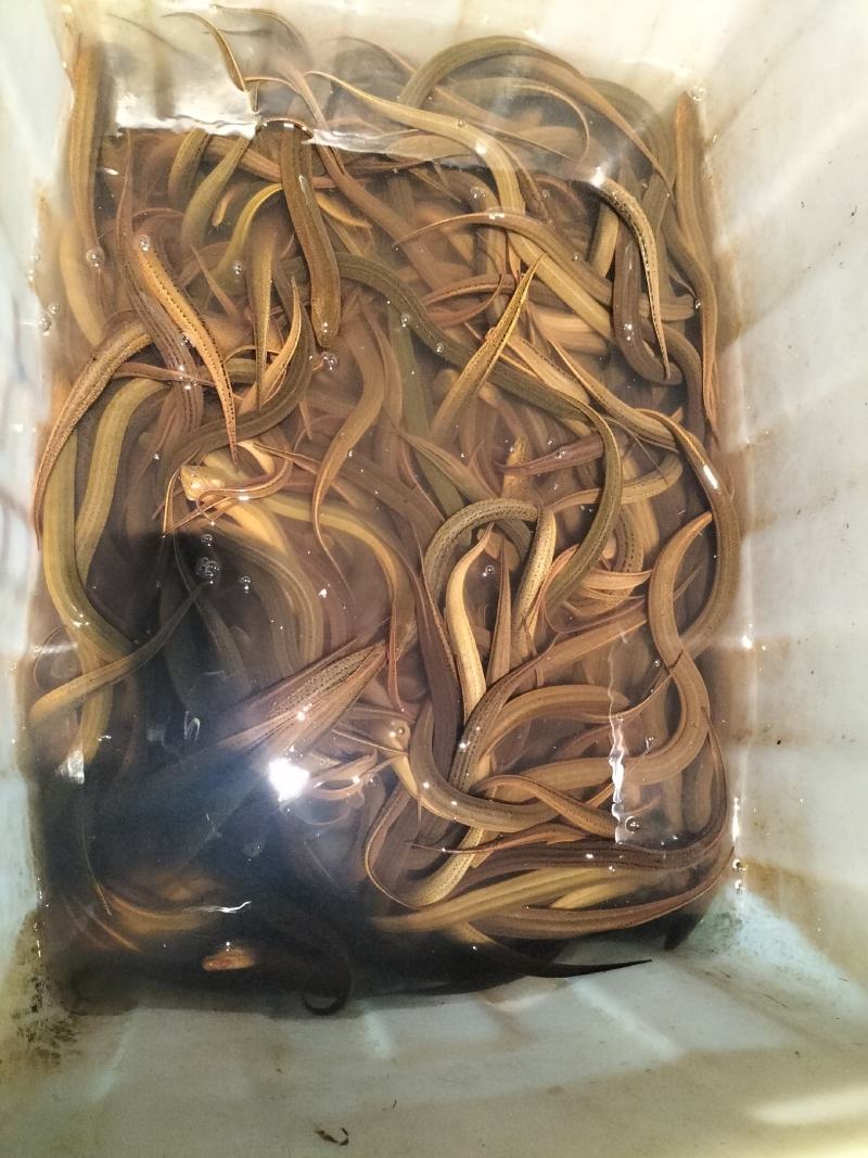 监利黄鳝